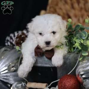 Tiny-Nicolas, Bichon Frise Puppy